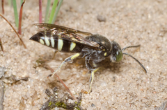 Bembecinus hungaricus