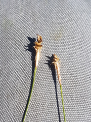 Carex exilis