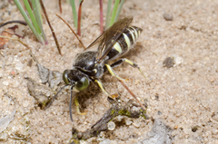 Bembecinus hungaricus