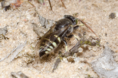 Bembecinus hungaricus