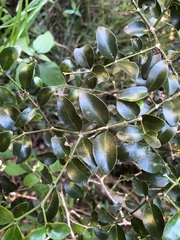 Psydrax odorata buxifolia