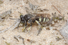 Bembecinus hungaricus