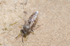 Bembecinus hungaricus