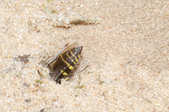 Bembecinus hungaricus