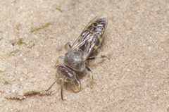 Bembecinus hungaricus