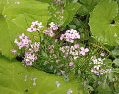 Cardamine uliginosa