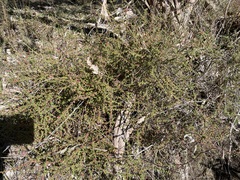 Leionema hillebrandii