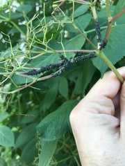 Aphis sambuci