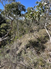 Leionema hillebrandii