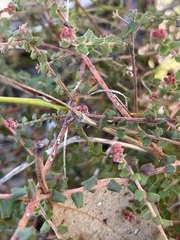Leionema hillebrandii