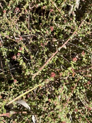 Leionema hillebrandii