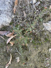 Leionema hillebrandii