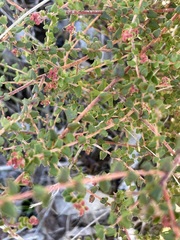 Leionema hillebrandii