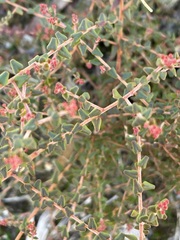 Leionema hillebrandii