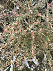 Leionema hillebrandii