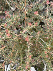 Leionema hillebrandii