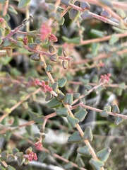 Leionema hillebrandii