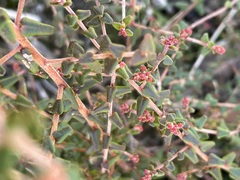 Leionema hillebrandii