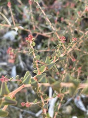 Leionema hillebrandii