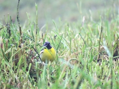 Motacilla cinerea patriciae