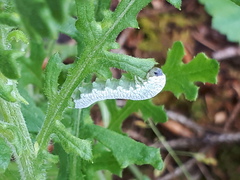 Tenthredo rubricoxis