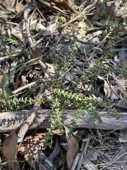 Leionema hillebrandii