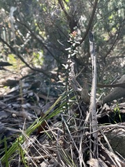 Leionema hillebrandii
