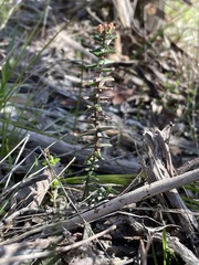 Leionema hillebrandii