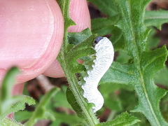 Tenthredo rubricoxis
