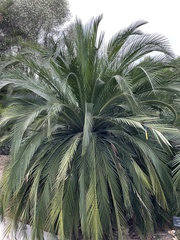 Macrozamia