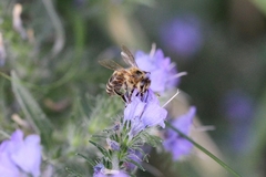 Apis mellifera