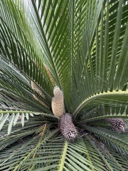 Macrozamia