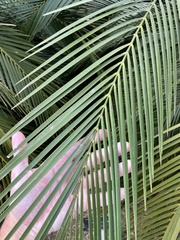 Macrozamia