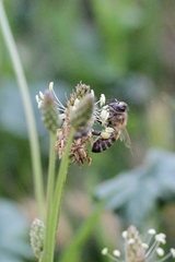 Apis mellifera