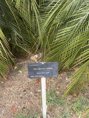 Macrozamia