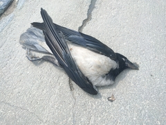 Corvus cornix cornix