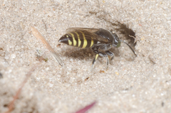 Bembecinus hungaricus