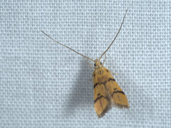 Crocanthes characotis