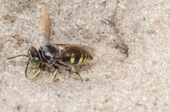 Bembecinus hungaricus