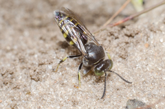 Bembecinus hungaricus