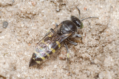 Bembecinus hungaricus