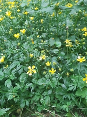 Ranunculus repens