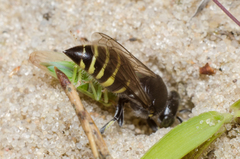 Bembecinus hungaricus