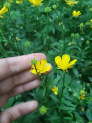 Ranunculus repens