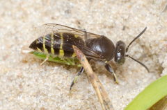 Bembecinus hungaricus