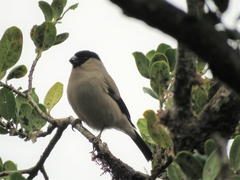Pyrrhula murina