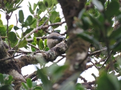 Pyrrhula murina
