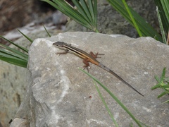 Psammodromus algirus