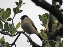 Pyrrhula murina