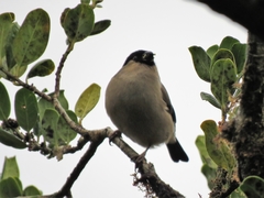 Pyrrhula murina